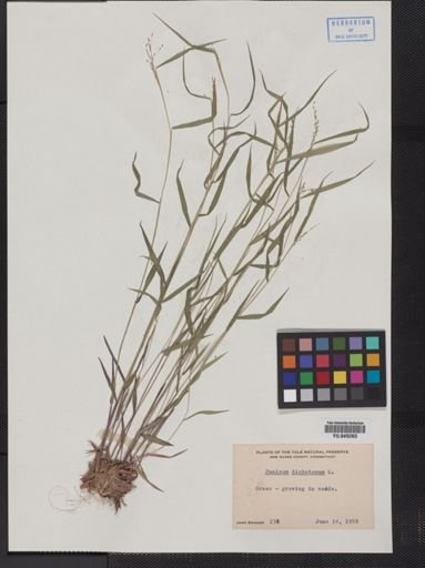 Panicum dichotomum