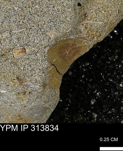 undet. Bivalvia