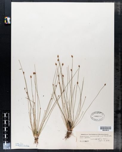 Eleocharis tuberculosa