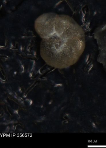 undet. Foraminiferida
