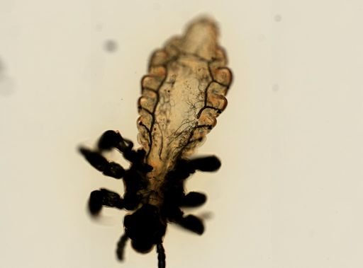 Pediculus humanus