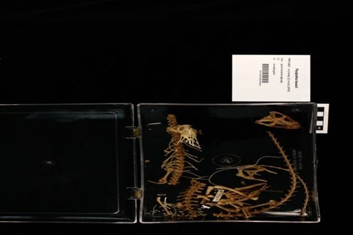 Physignathus lesueurii