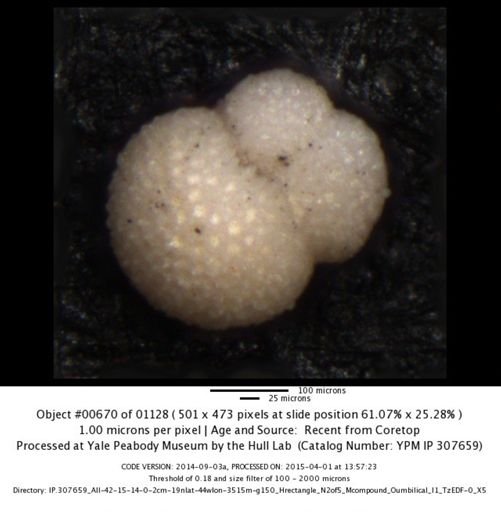 Globigerinoides sacculifer