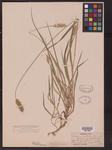 Setaria geniculata imberbis