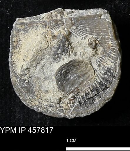 Strophodonta sp.