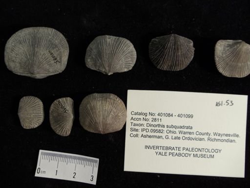 Dinorthis subquadrata