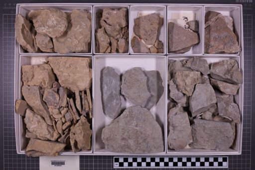 mixed taxa, stratigraphic collection