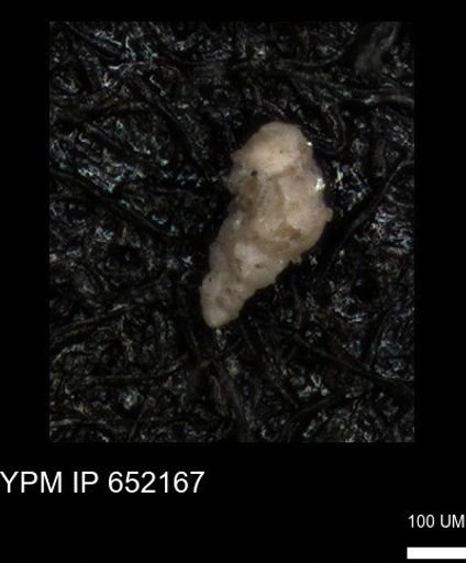 undet. Heterohelicidae