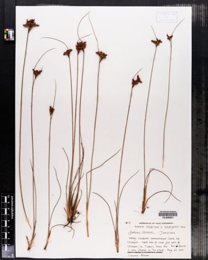 Juncus