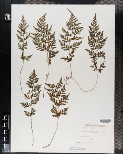 Cystopteris fragilis