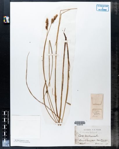 Carex diandra