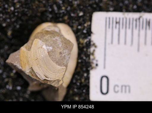 Limopsis striatopunctatus