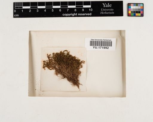Plantae