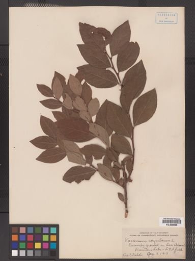 Vaccinium corymbosum