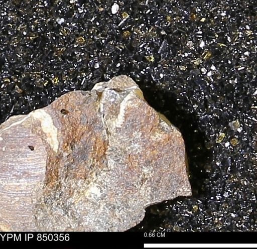 Limopsis striatopunctatus