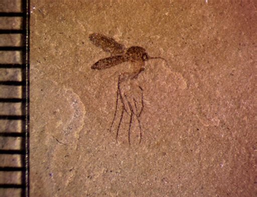 undet. Nematocera