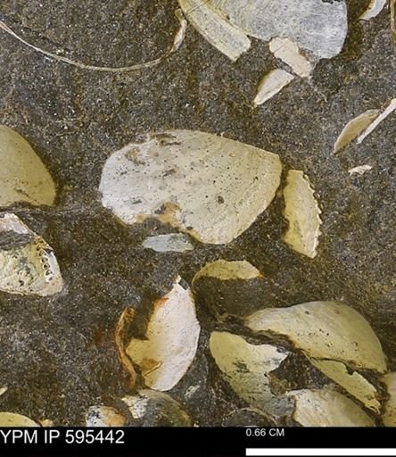 Protocardia sp.