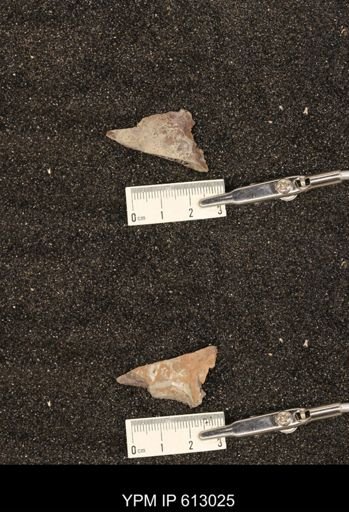 Clioscaphites vermiformis