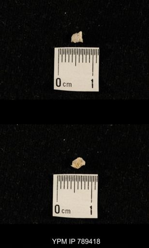 undet. Bryozoa