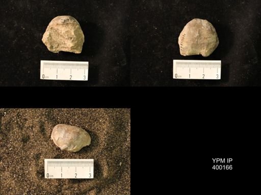 Marginifera lasallensis