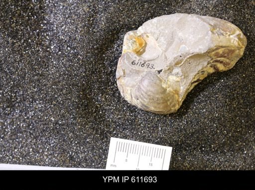 Inoceramus sp.
