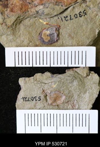 Kirkocystidae?
