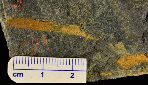 Psilophyton princeps