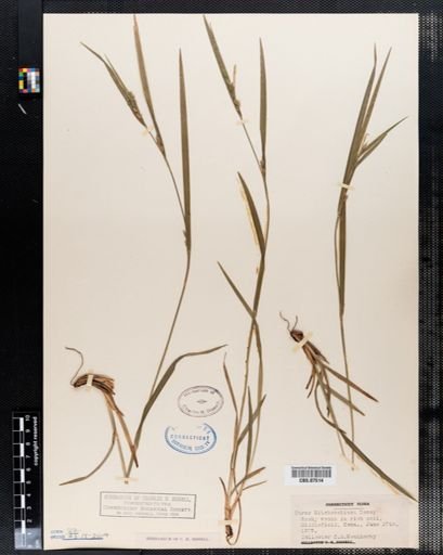 Carex hitchcockiana
