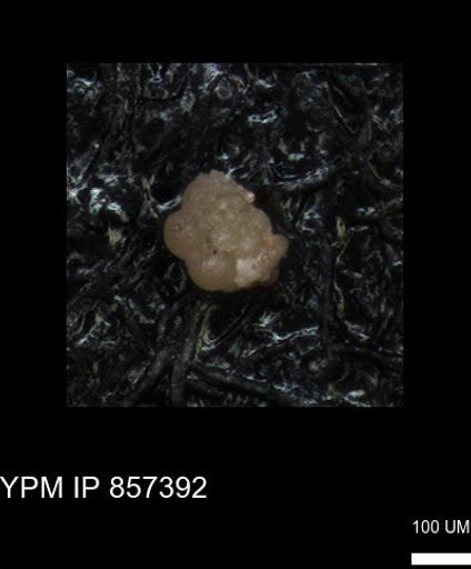 undet. Foraminiferida