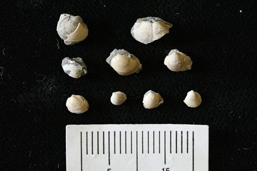 Limopsis striatopunctatus