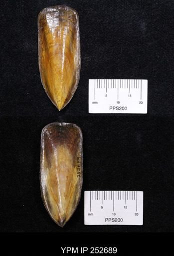 Lingula anatina