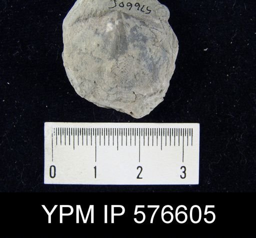 Spirifer radiatus