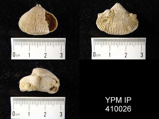 Stenoscisma sp.