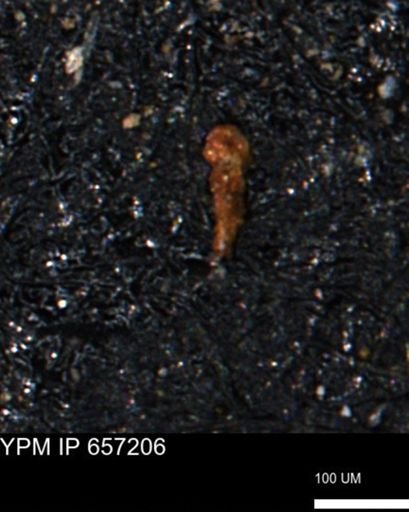 Verneuilinoides kansasensis