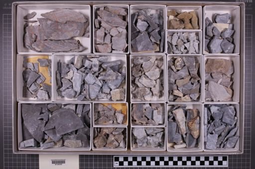 mixed taxa, stratigraphic collection
