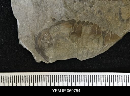 Isotelus gigas