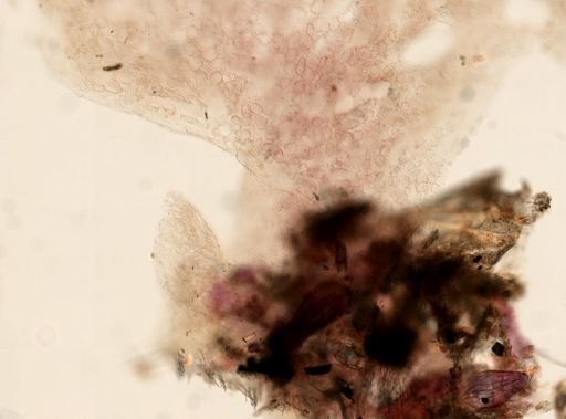 Halisarca sp.