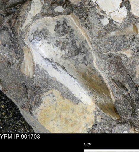 Inoceramus sp.