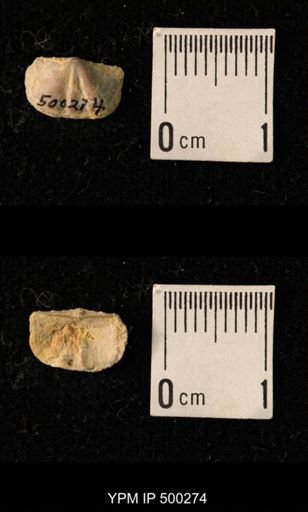 Mesolobus mesolobus decipiens