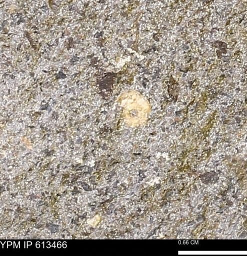 Scaphites sp.