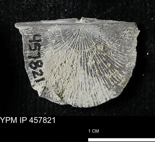 Strophodonta sp.