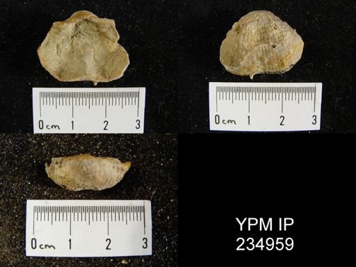 Marginifera lasallensis