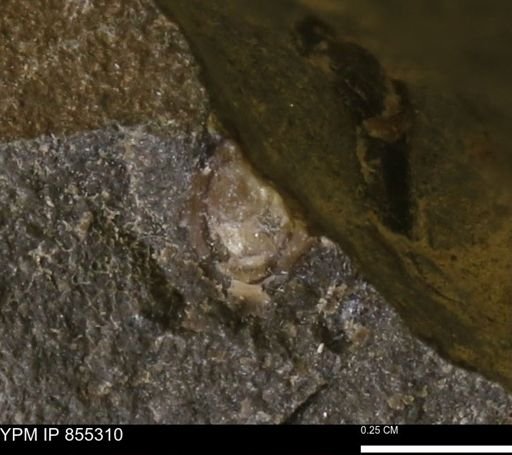 undet. Mollusca