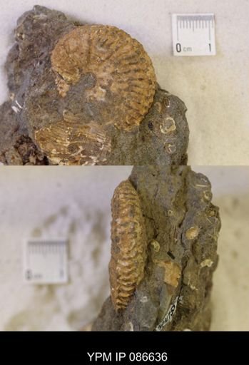 undet. Scaphitidae
