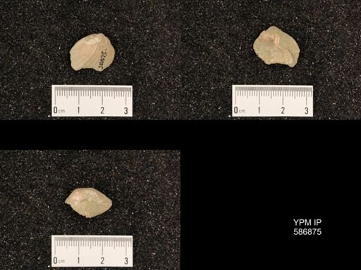 Rhynchotrema capax