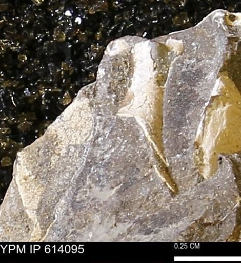 undet. Mollusca