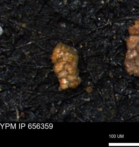 Ammobaculoides phaulus