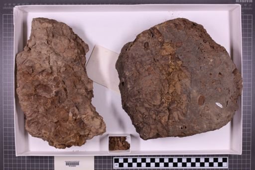 mixed taxa, stratigraphic collection