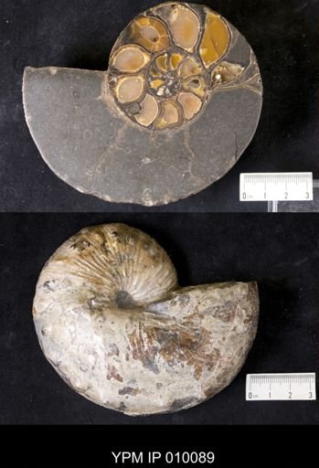 Acanthoscaphites nodosus