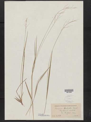 Panicum bicknellii